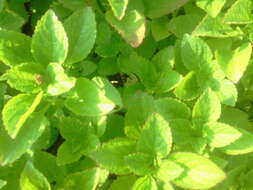 Image de Plectranthus rotundifolius (Poir.) Spreng.