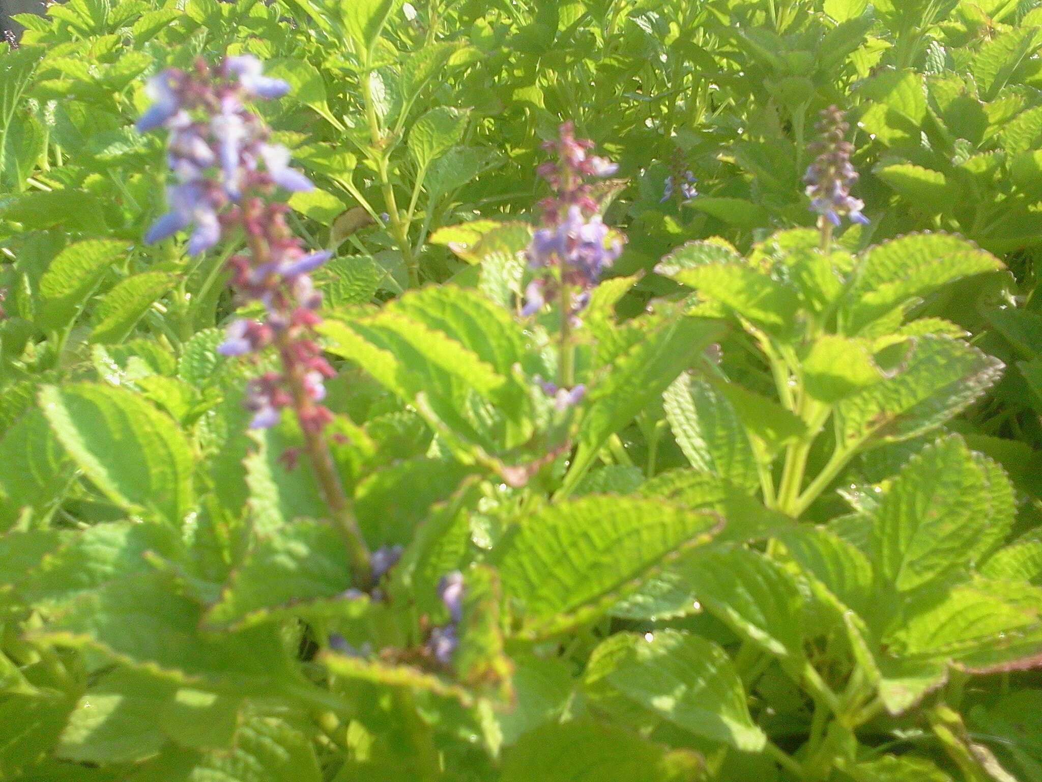 Image of hausa potato