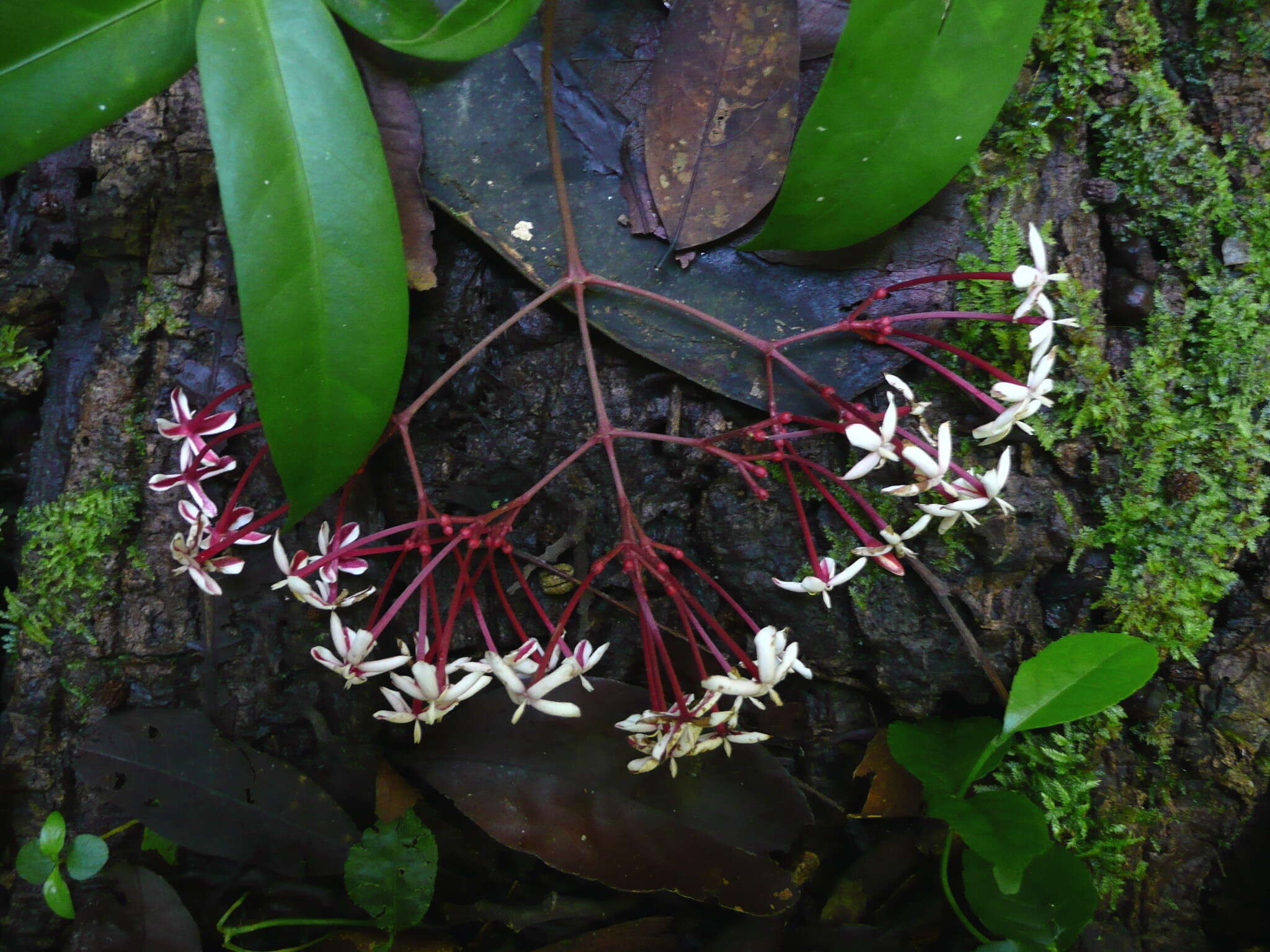 Image of Ixora nimbana Schnell