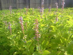 Image de Plectranthus rotundifolius (Poir.) Spreng.