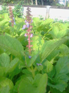 Image of hausa potato