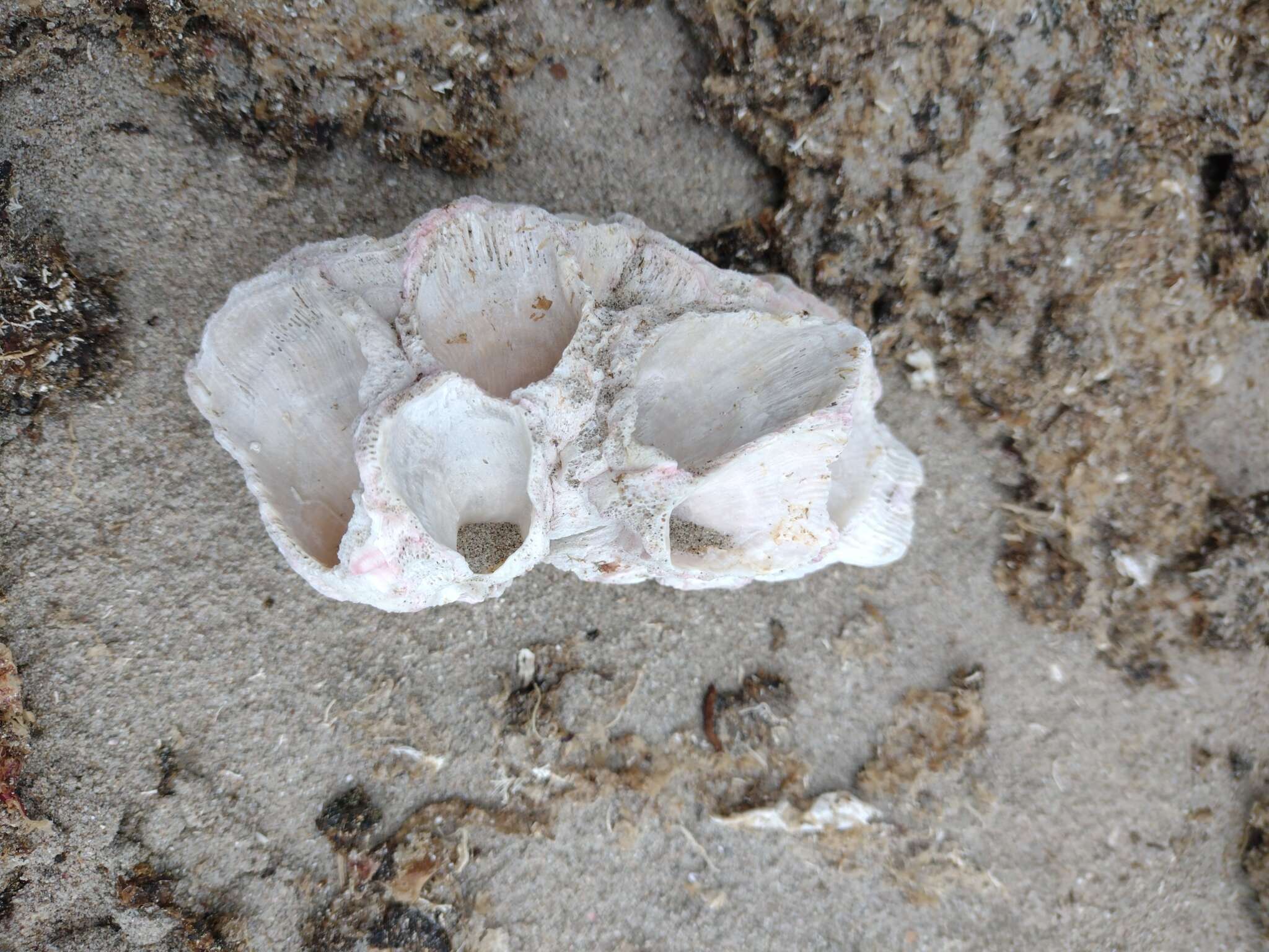 Image of giant barnacle