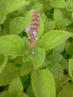 Image de Plectranthus rotundifolius (Poir.) Spreng.