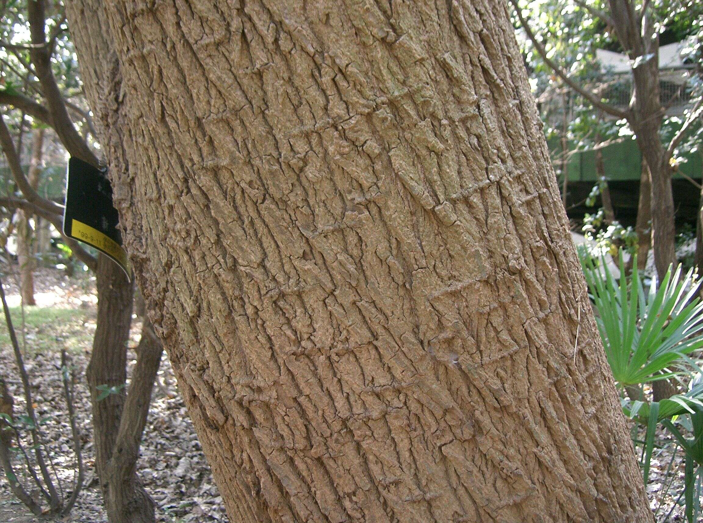 Image of eastern cottonwood
