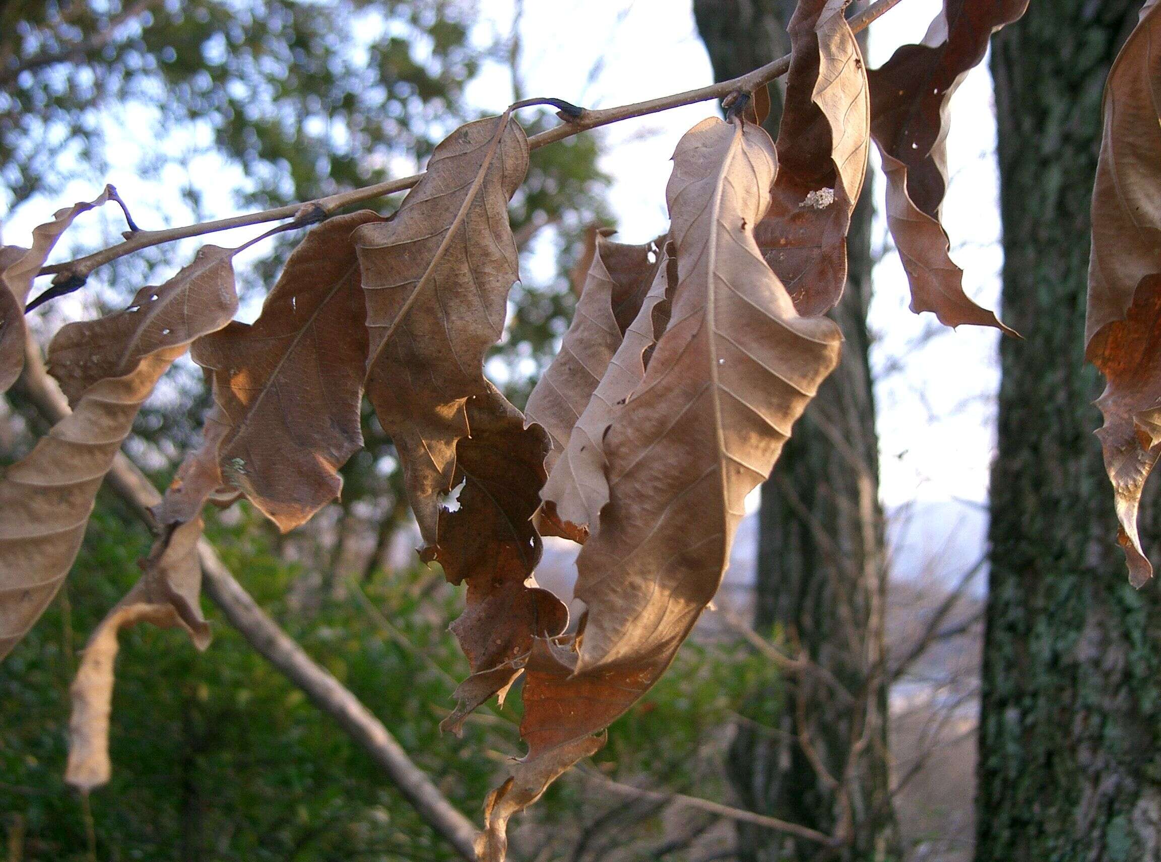 Image of Saw-tooth Oak