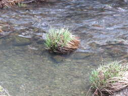 Image of Torrent Sedge