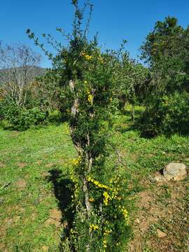 Image of Tropaeolum brachyceras Hook. & Arn.