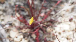 Image of Cleveland's desertdandelion