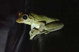 Image of Hispaniolan Common Treefrog