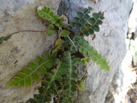 Plancia ëd Asplenium ceterach L.