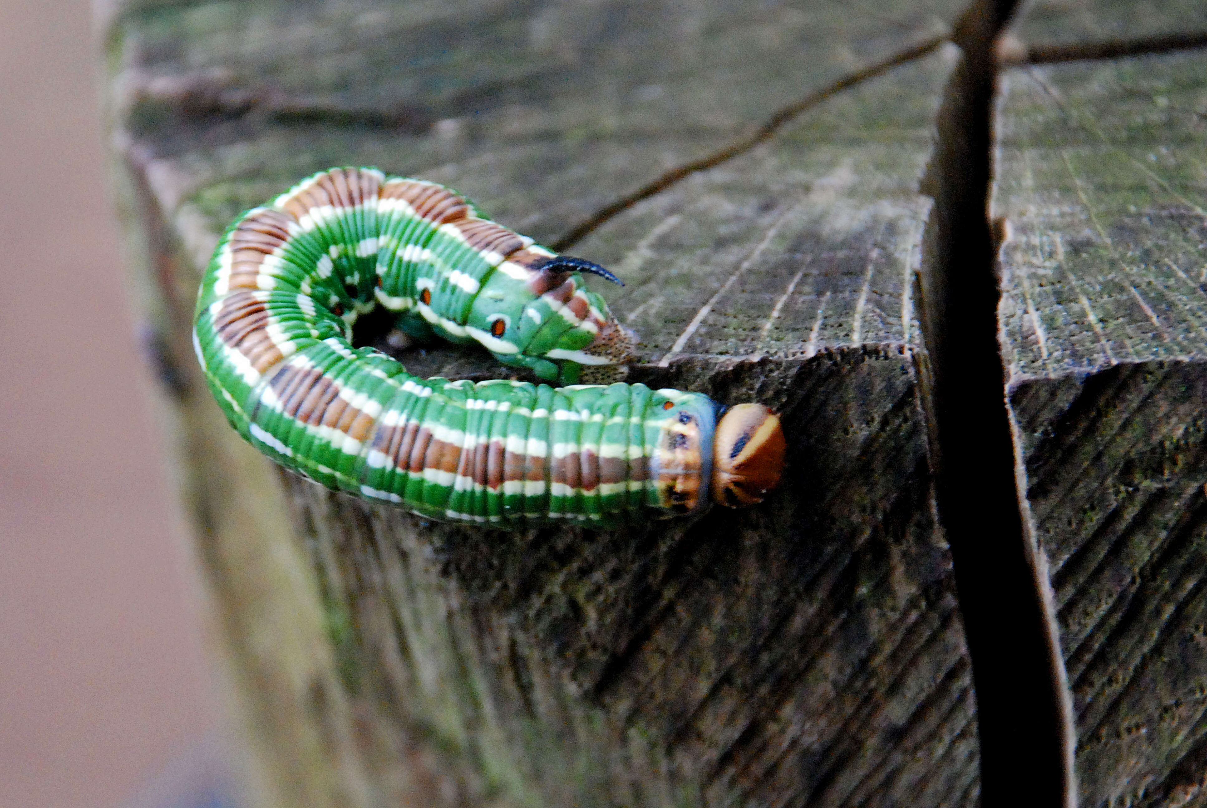 Image of Pine hawkmoth