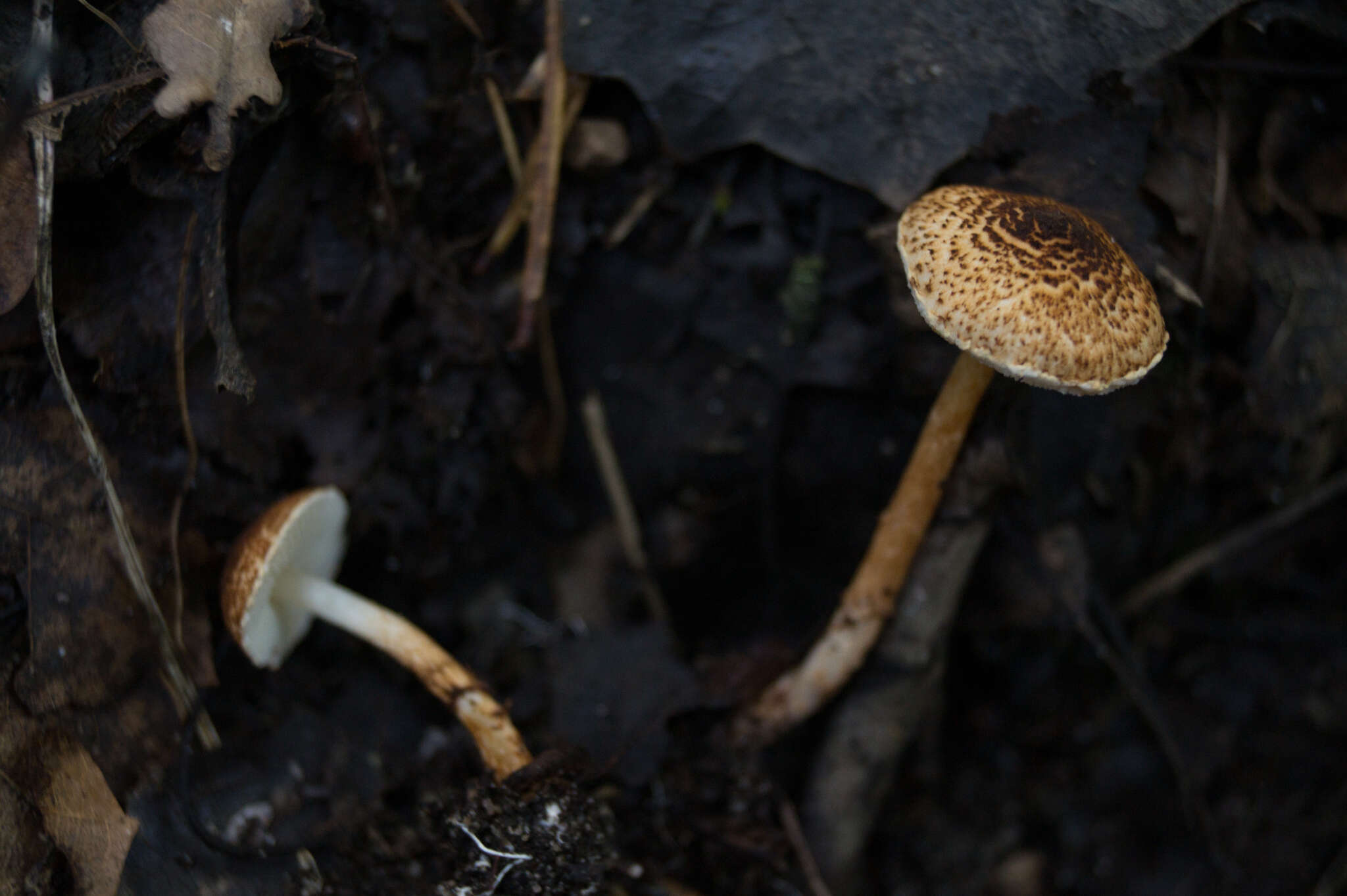 Image of Lepiota boudieri Bres. 1884