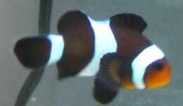 Image of Common clownfish