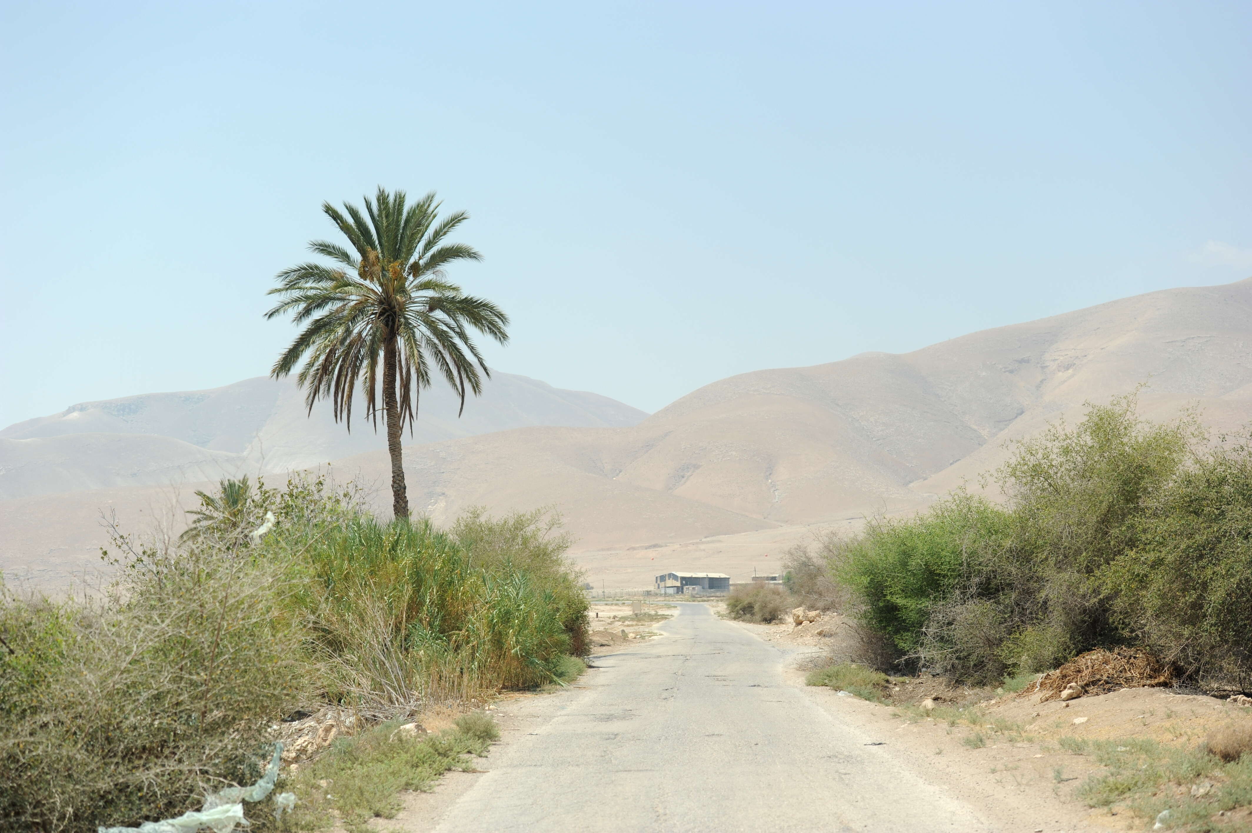 Image of date palm