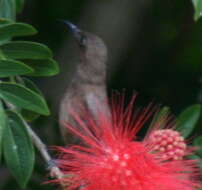 Image of Dusky Honeyeater