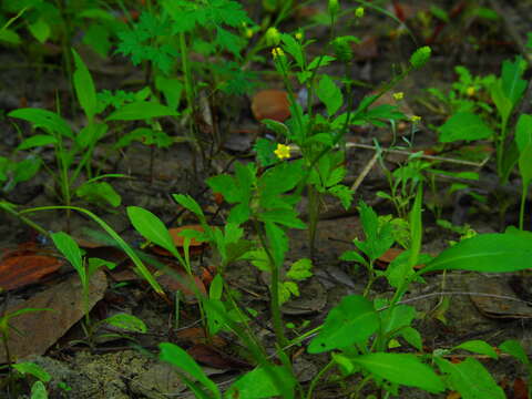 Image of Ranunculus chinensis Bunge