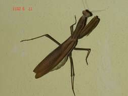 Image of Mantis