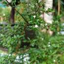 Serissa japonica (Thunb.) Thunb.的圖片