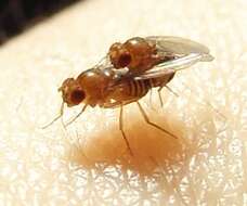 Image of fruit fly