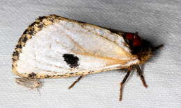 Image of Epicoma melanospila Walker