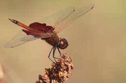 Image of Carolina Saddlebags