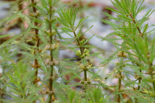 Image of Myriophyllum robustum Hook. fil.