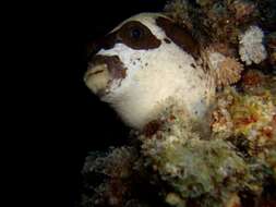 Image of Masked Puffer