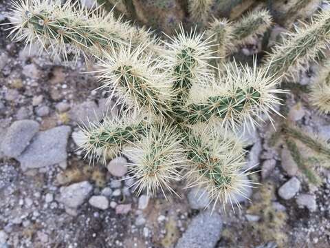 Imagem de Cylindropuntia acanthocarpa subsp. coloradensis (L. D. Benson) U. Guzmán