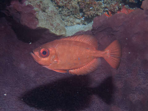 Image de Heteropriacanthus