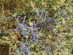 Eryngium creticum Lam. resmi