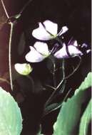 Image de Aconitum noveboracense A. Gray ex Coville