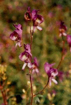 Image of northern blue monkshood