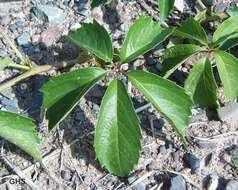 Image of Virginia creeper