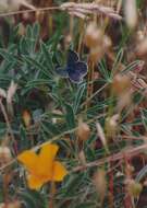 Image of Mission blue butterfly