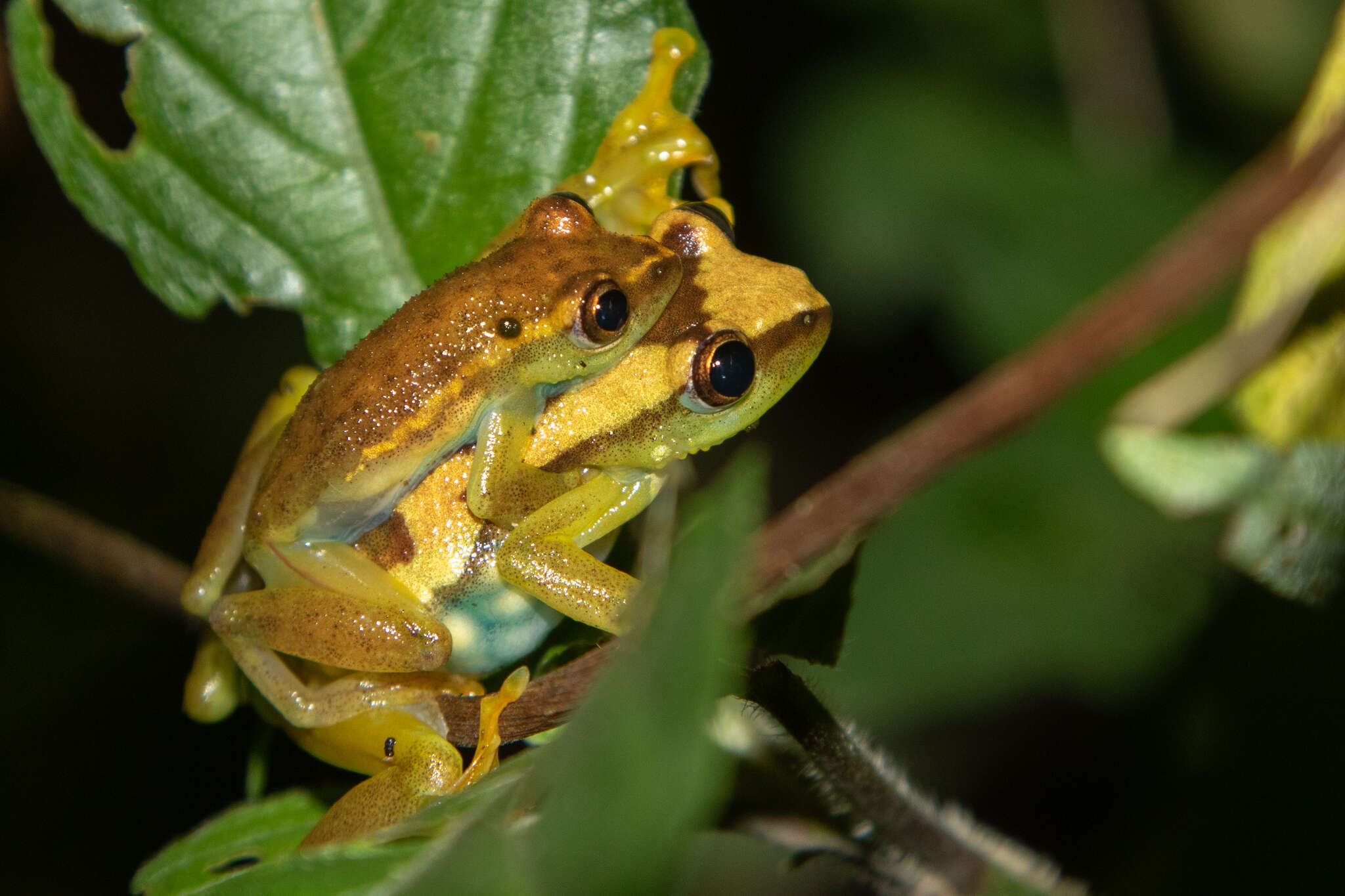 Image of Spiny-throated Reed Frog