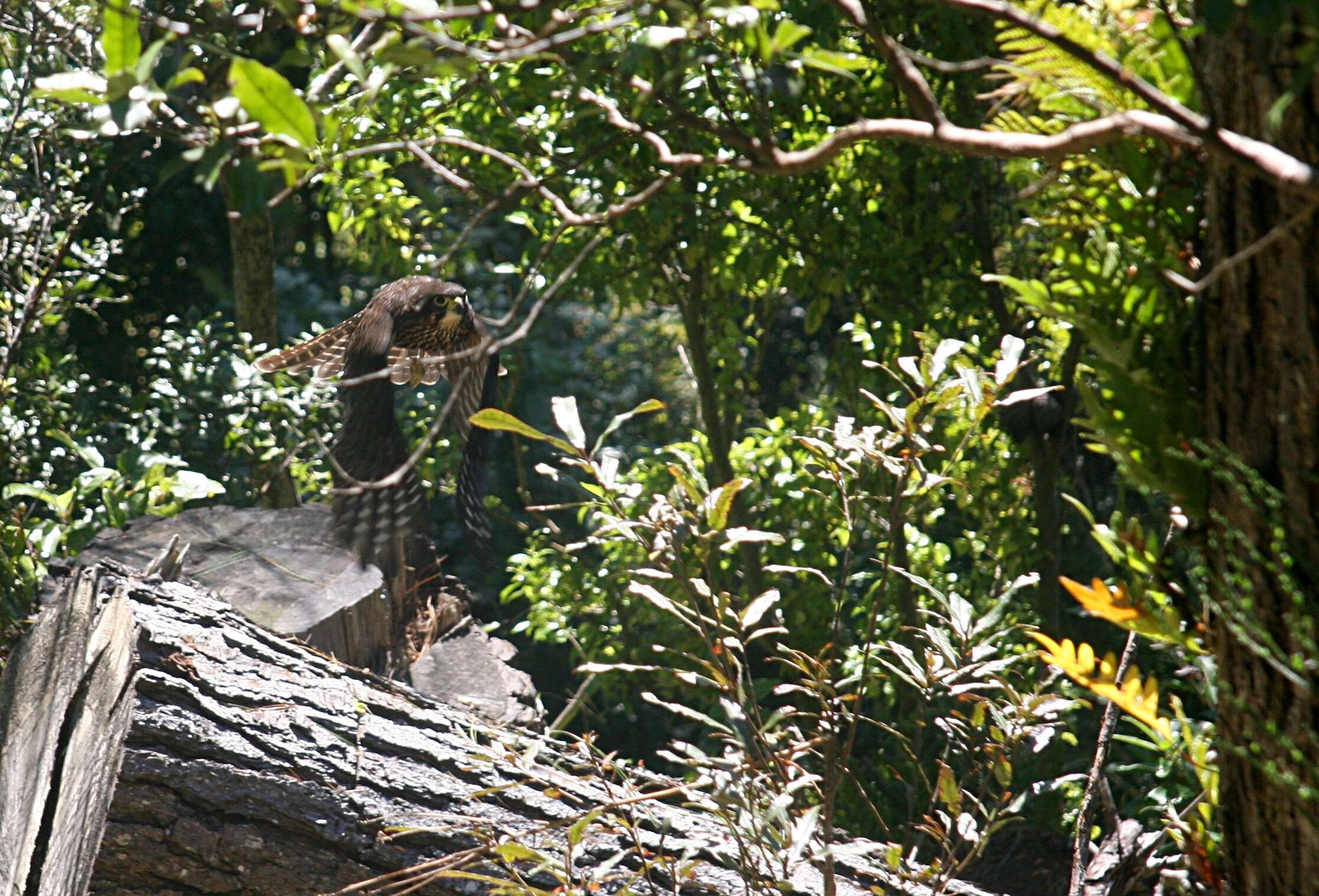 Image of New Zealand Falcon