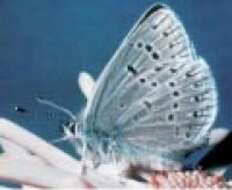 Image of Mission blue butterfly