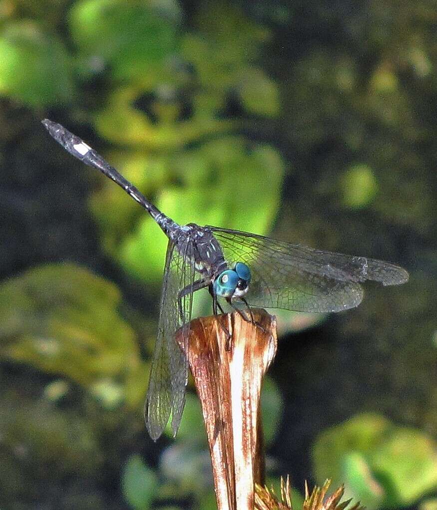 Слика од Micrathyria longifasciata Calvert 1909