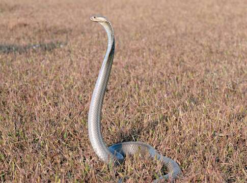 Image of Indian cobra