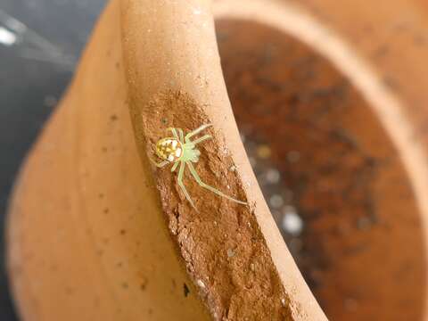 Image of Araneus guttulatus (Walckenaer 1841)