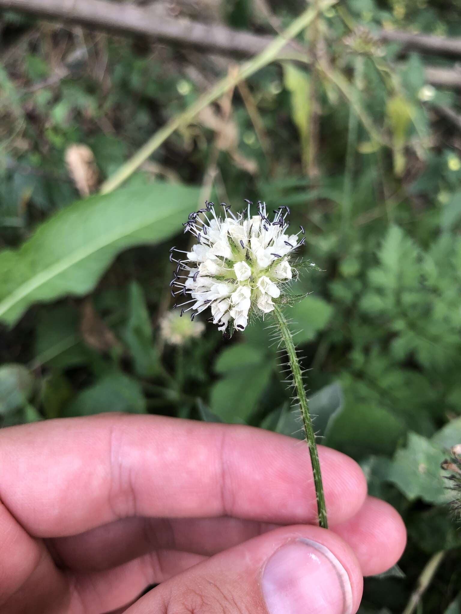 Image of small teasel