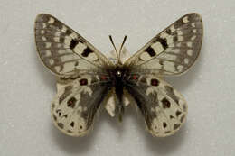 Image of Parnassius acco Gray (1853)