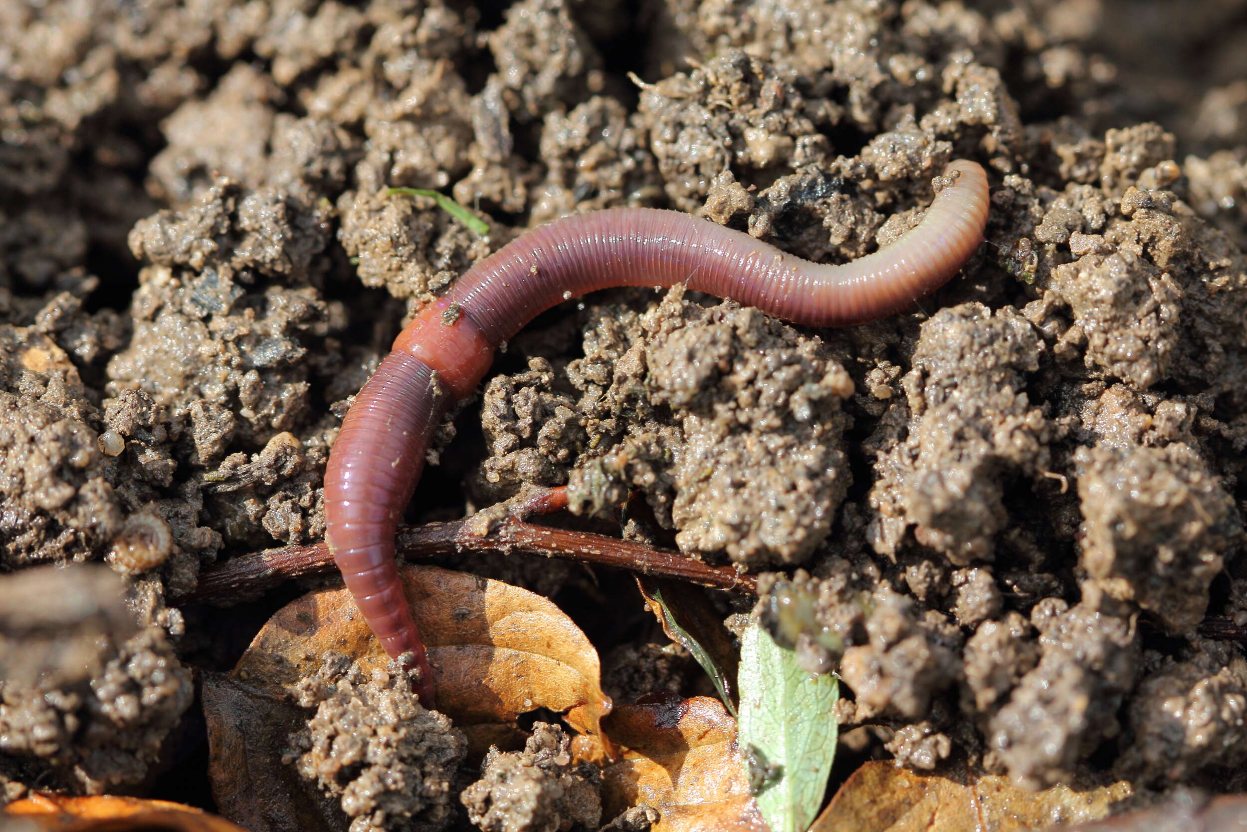 Image of red earthworm