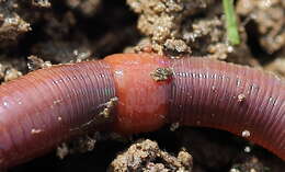 Image of red earthworm