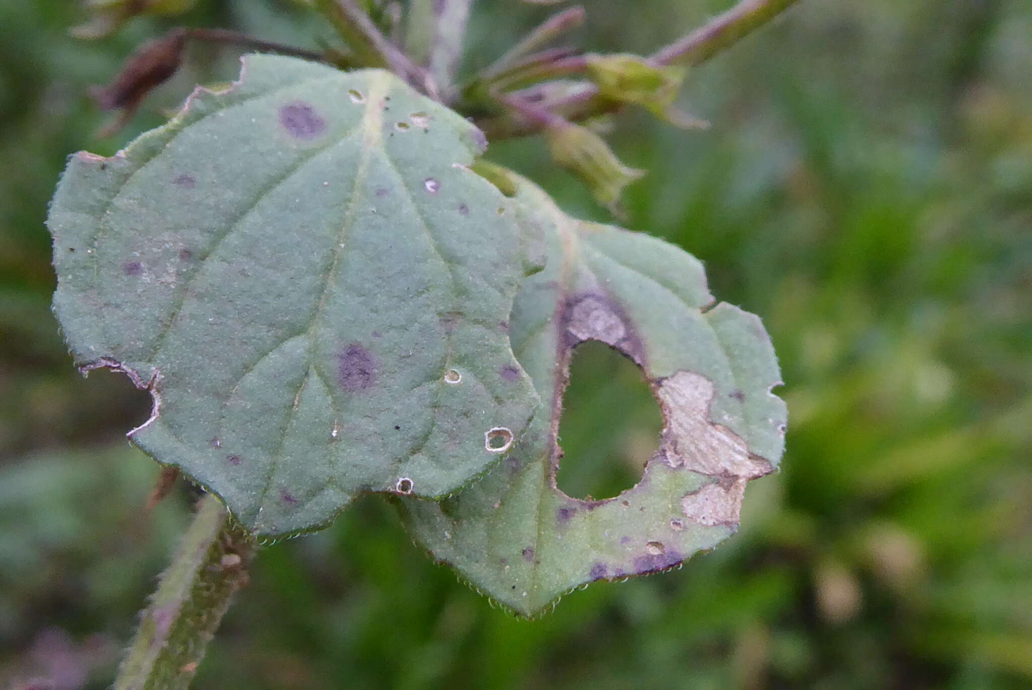 Image of lesser calamint