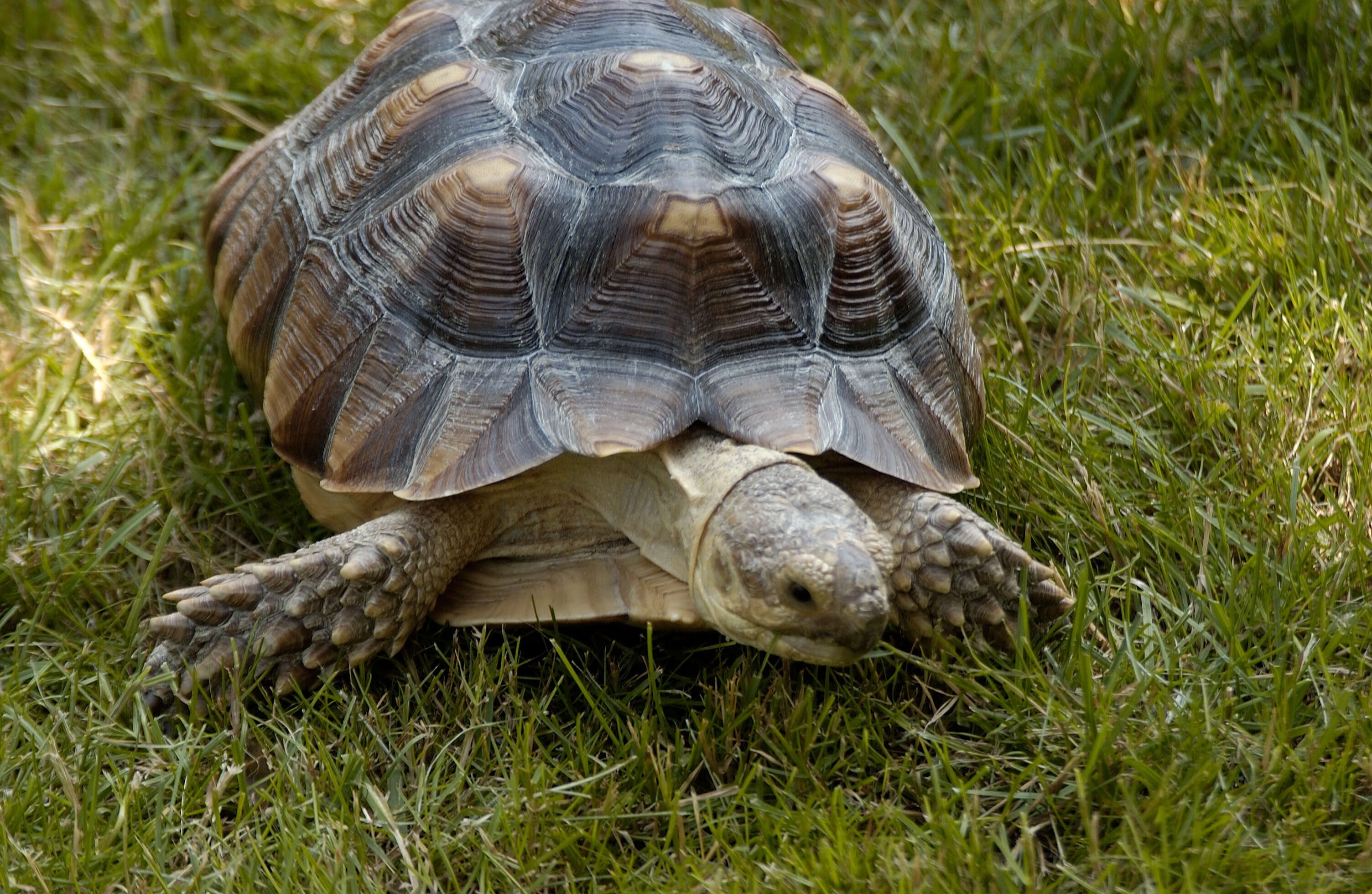 Image of spurred tortoise