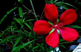 Image of Scarlet Rose-Mallow