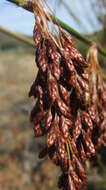 Image of Rhodocoma gigantea (Kunth) H. P. Linder