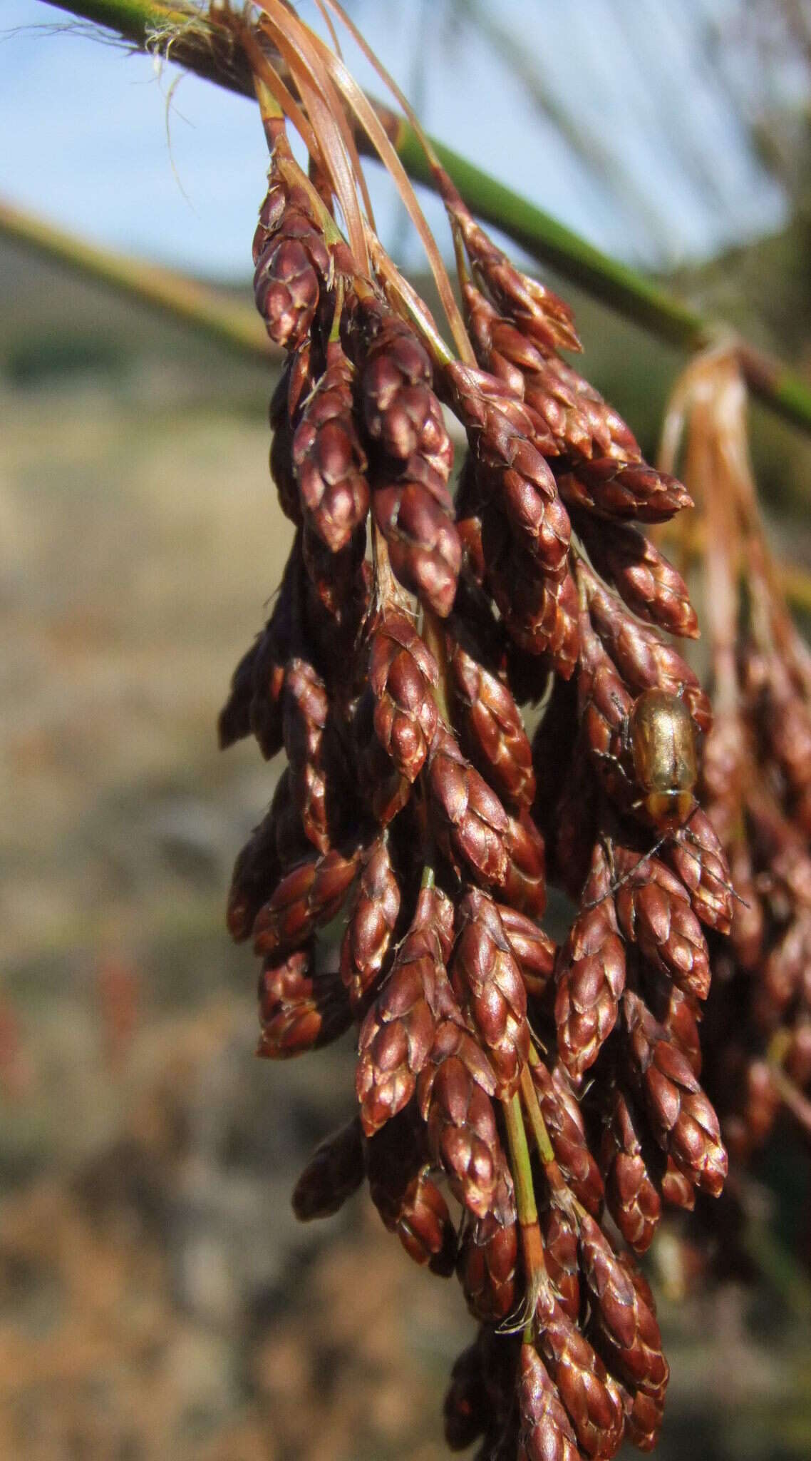 Image of Rhodocoma gigantea (Kunth) H. P. Linder