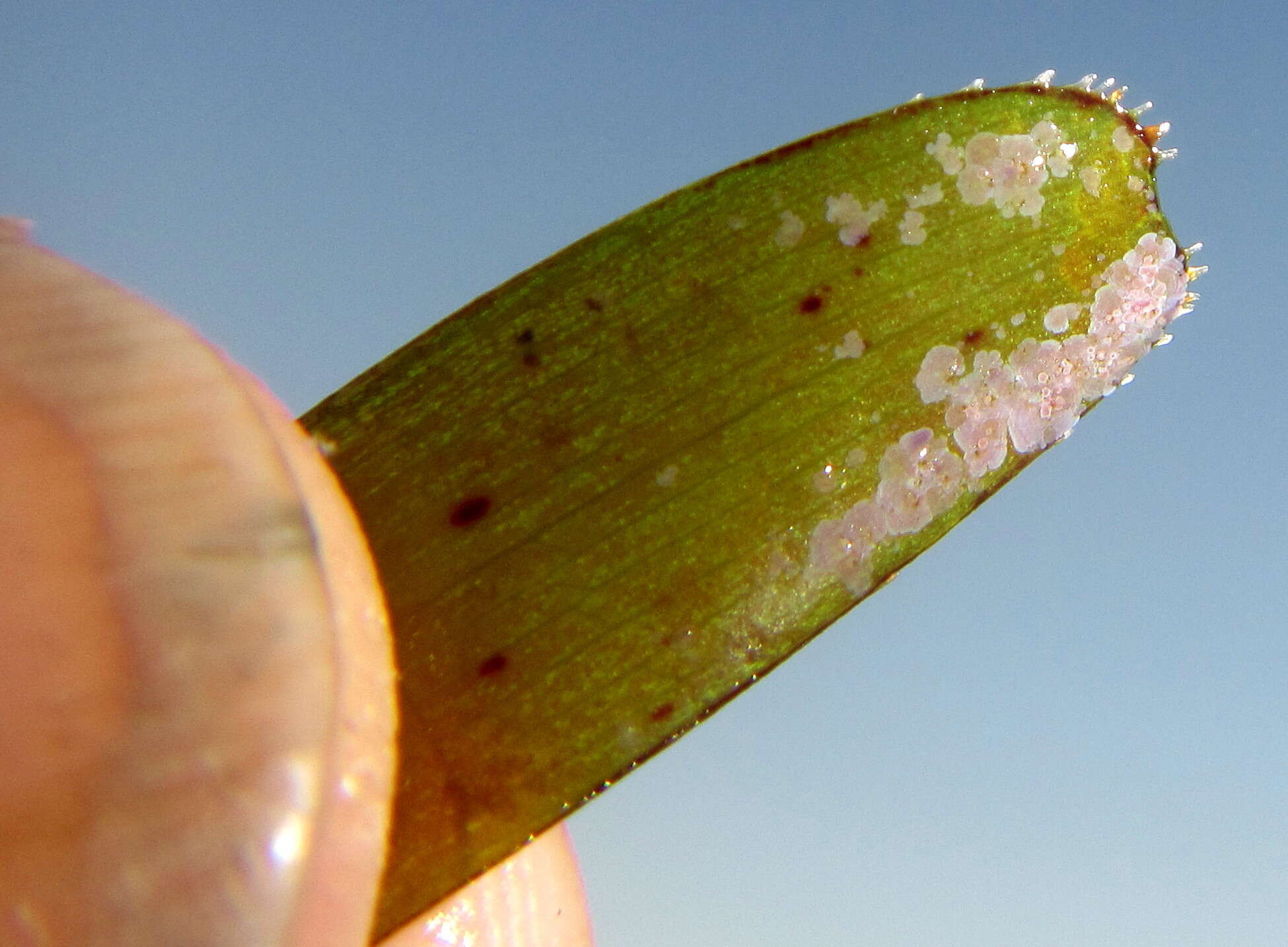 Image of Thalassodendron leptocaule Maria C. Duarte, Bandeira & Romeiras